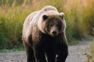 Kamchatsky bear a leginkább hatalmas a kosolap között